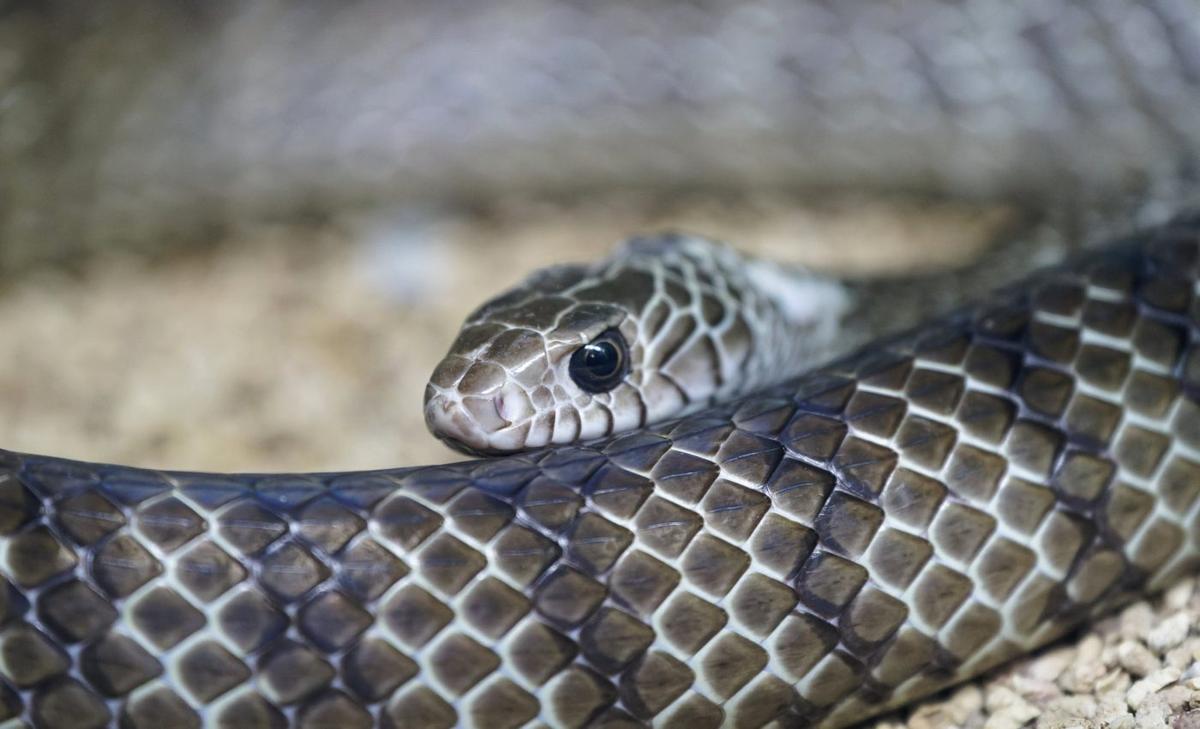 Black mambas carry a record of pollution in their scales