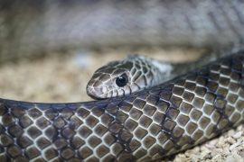 2025/08/Black-mambas-pollution.jpg