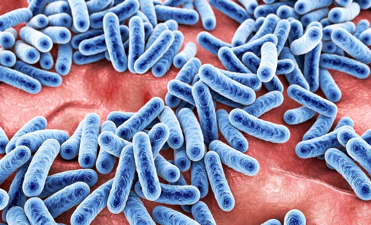Milk, cheese, and other dairy products are both good and bad for your gut health