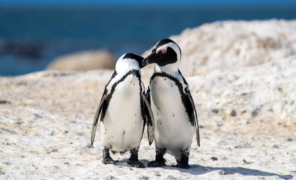 Birds may follow a hidden pattern of human language