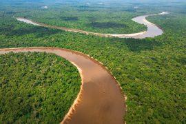 2025/08/Climate-change-forest.jpg