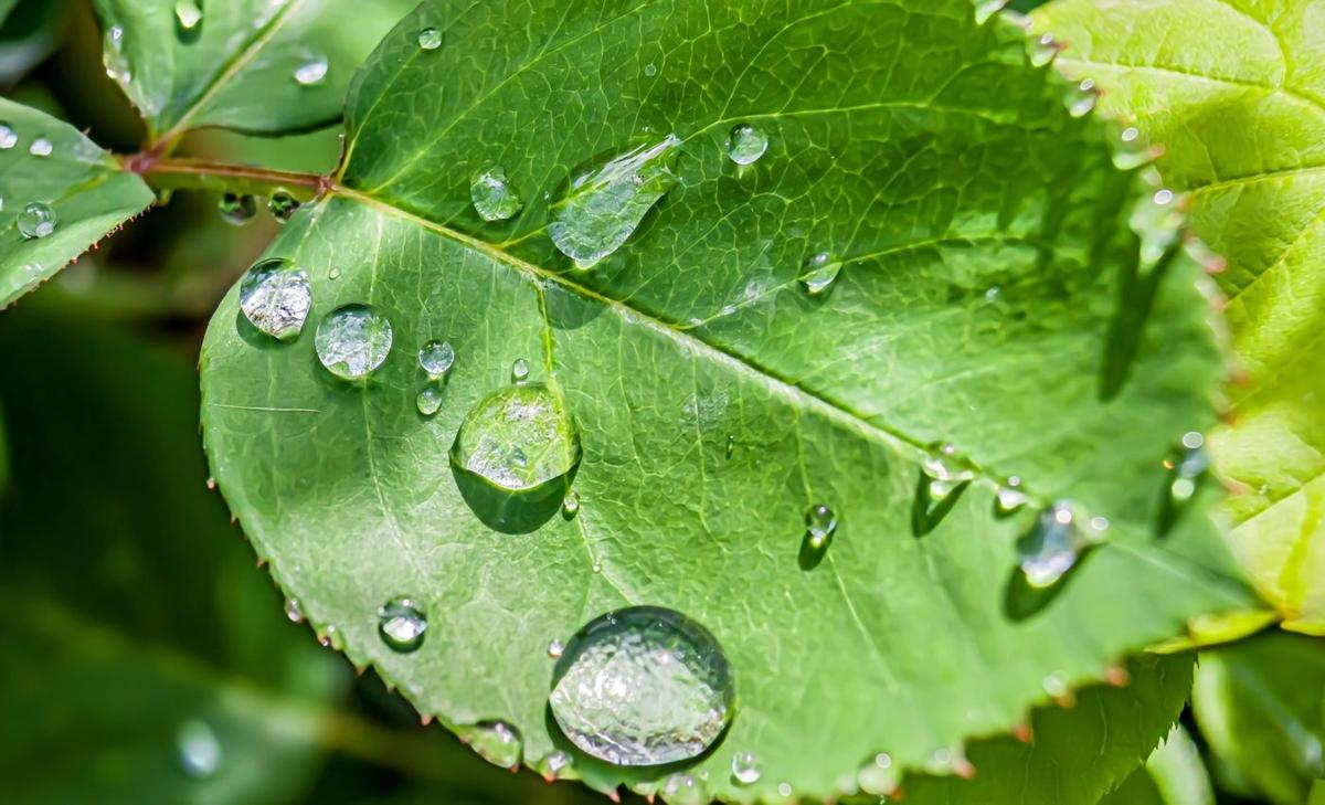 Hidden messengers tell plants when to eat and breathe