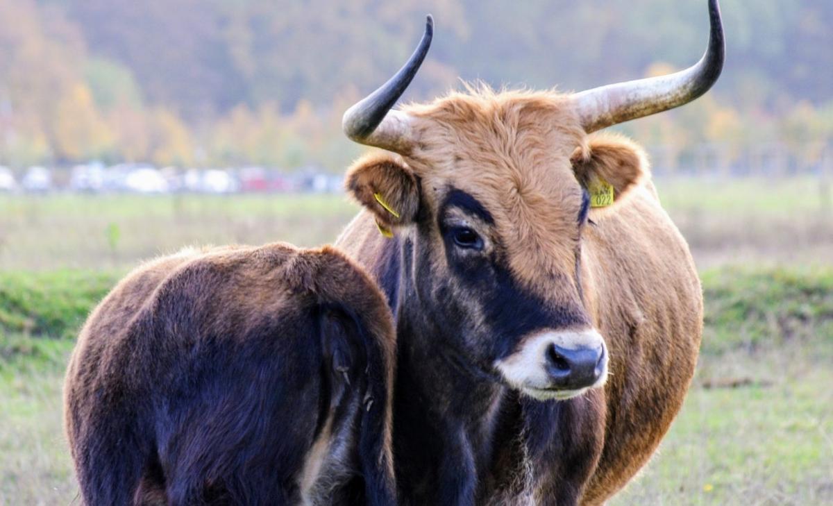 Tauros cattle released in Denmark to restore wild grazing habitats