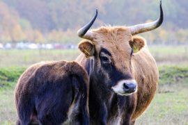 2025/08/Tauros-cattle.jpg