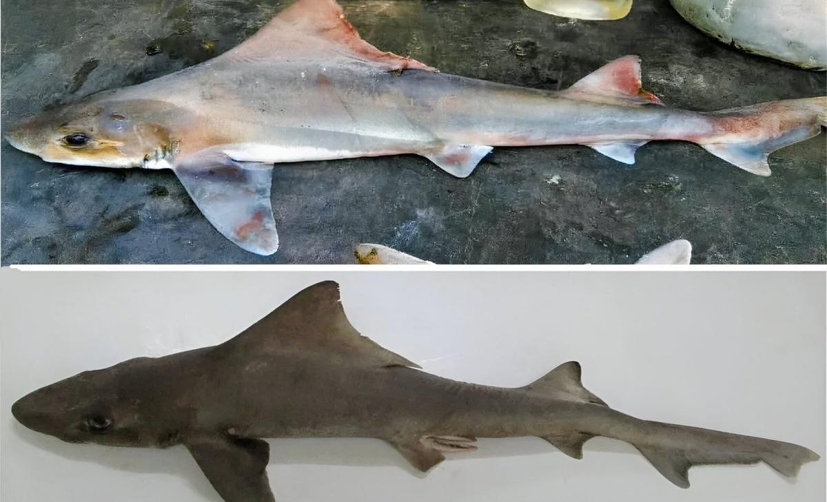 Rare shark rediscovered after 50 years
