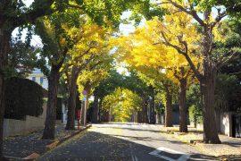2025/08/tree-cover.jpg