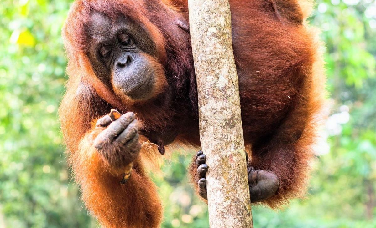 What orangutans can teach humans about food and fitness