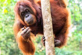 2025/08/Orangutan-fitness.jpg