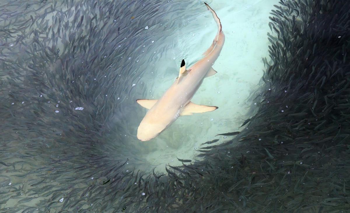 Shark teeth may weaken as oceans become more acidic
