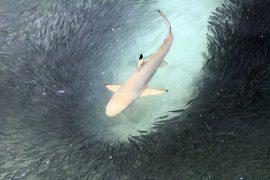 2025/08/shark-teeth-acidic-ocean.jpg