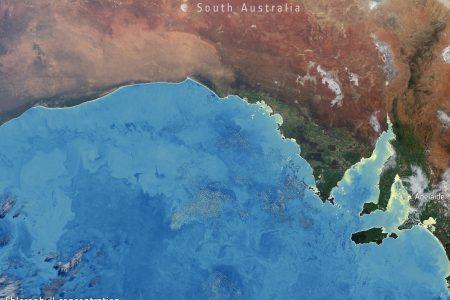 2025/08/Australia-bloom.jpg