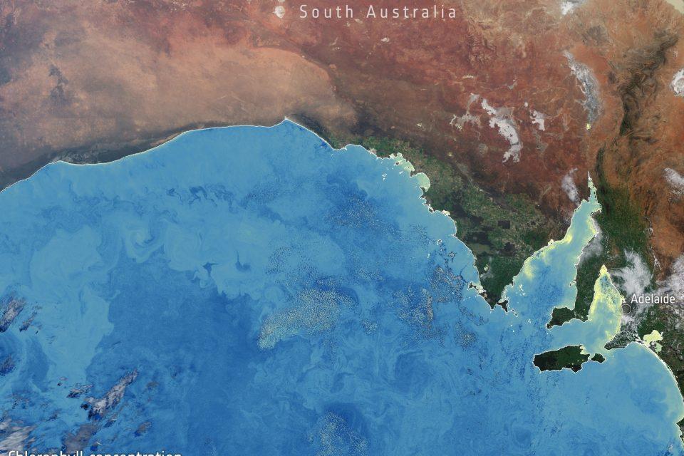 Algae bloom lingers for months off Australia 