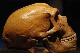 2025/08/neanderthal-gene-limits-muscles.jpg