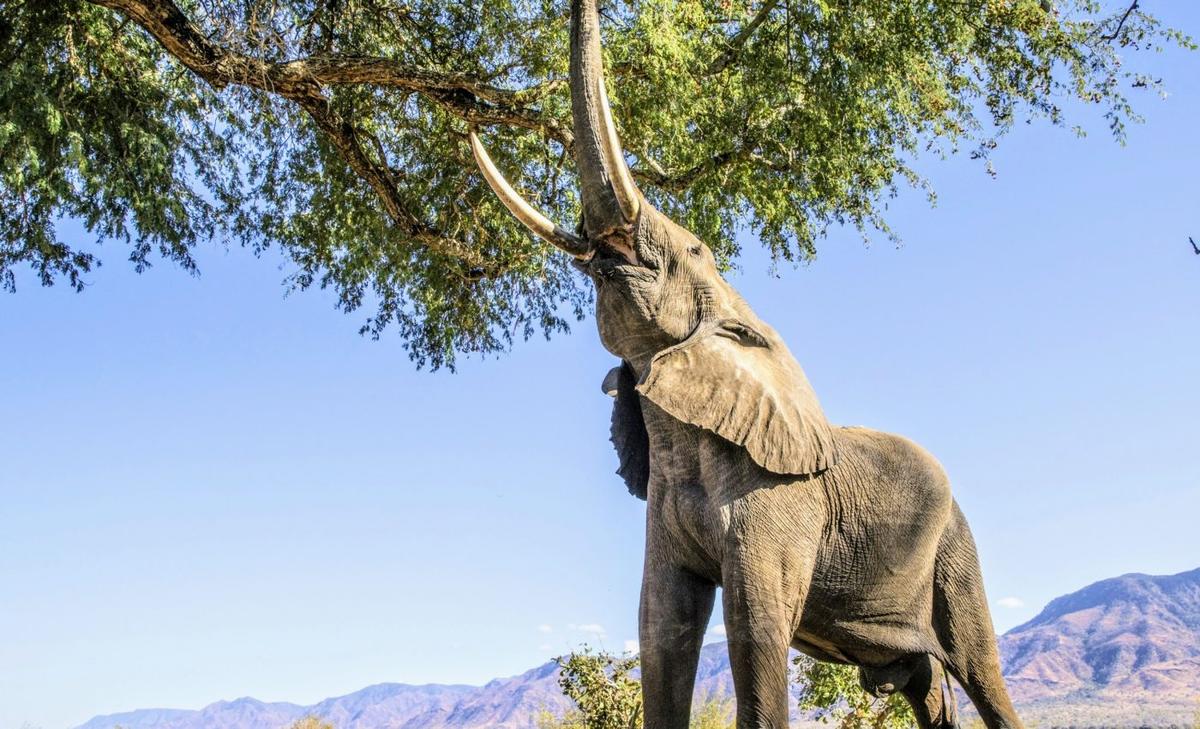 How elephants keep forests - and music - alive