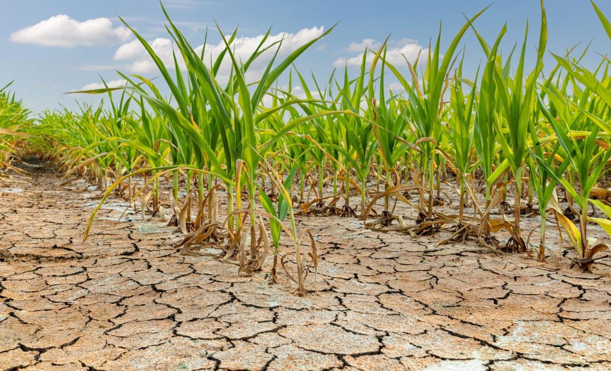 Plants trade growth for survival after drought