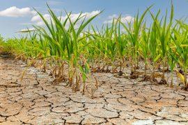 2025/09/crops-drought.jpg