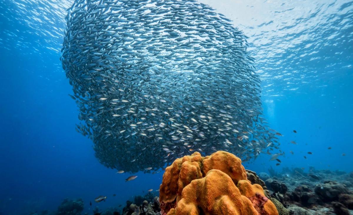 Hot oceans weaken Earth’s carbon sink