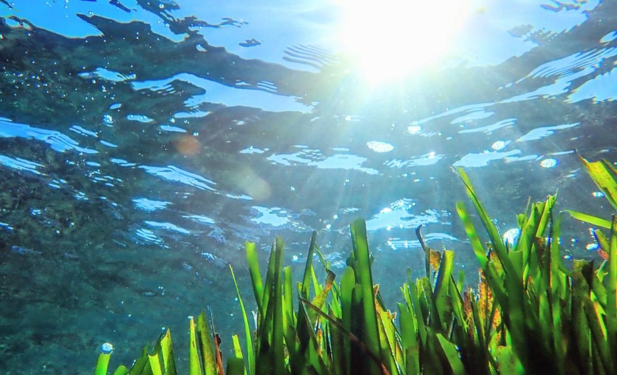 Seagrass is a powerful climate weapon - unless we drown it in nutrients