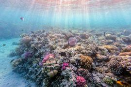 2025/09/Coral-growth-warm-ocean.jpg