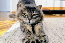 2025/09/Cat-declawing.jpg