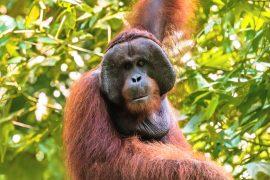 2025/09/Male-orangutans.jpg
