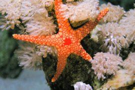 2025/09/Starfish-diversity.jpg