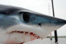 2025/09/early-deep-sea-fishing-40000-years.jpg