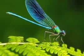 2025/09/Dragonfly-survival.jpg