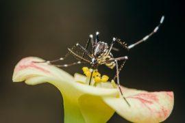2025/09/Dengue-temperature.jpg