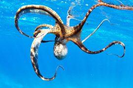 Portrait,Of,A,Wild,Octopus,Under,Water.