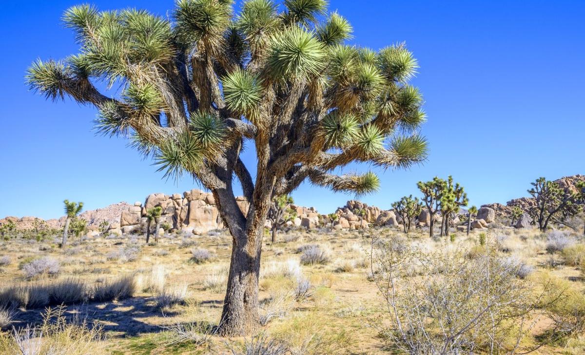 Joshua trees have a hidden trick to survive climate change